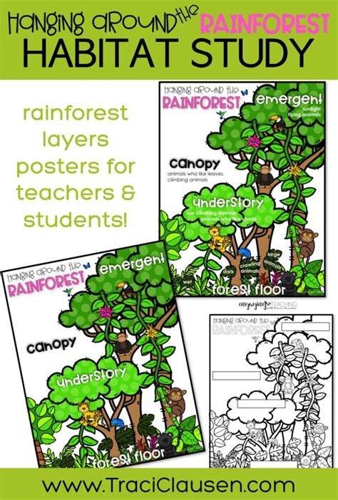 Rainforest Anchor Chart Rainforest Activities Rainforest Project