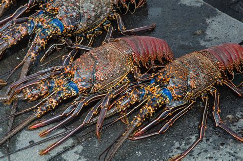 Lobster Season In The Galapagos Islands Galakiwi Blog Galakiwi