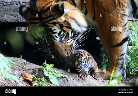 Tiger Cubs Born At Chester Zoo Stock Photo Alamy