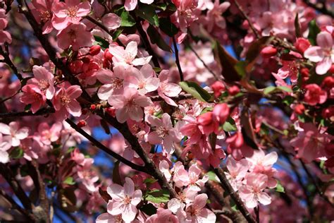 Free Picture Apple Tree Blossoms Pink Branches Tree Spring