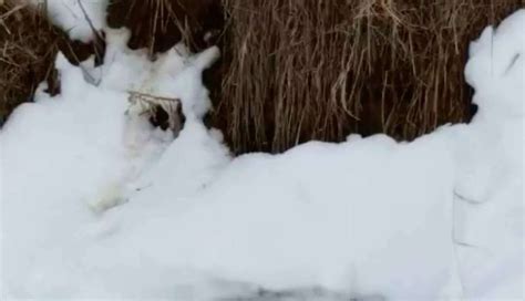 ‘dead Dog Comes Back To Life When He Sees His Owner The Dodo