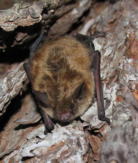 An Adult Myotis Lucifugus Little Brown Bat Released On A Tree After