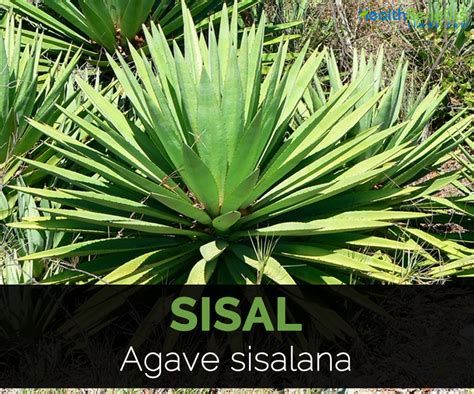 Sisal Facts And Uses