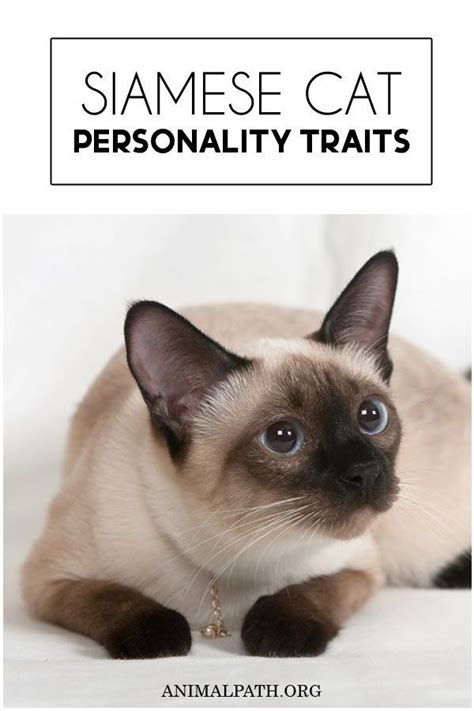 Siamese Cat Personality Traits Cat Personalities Siamese Cats Cats
