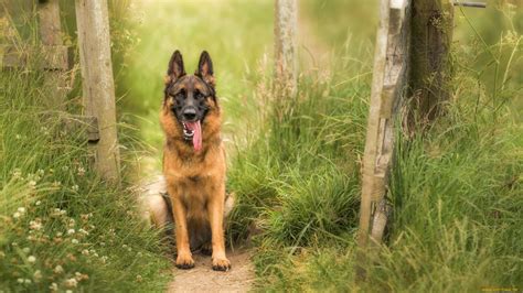 27 German Shepherd Dog Wallpapers Wallpaperboat