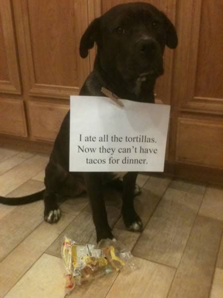 absolutely hilarious dogshaming signs dog shaming dogshaming oddee
