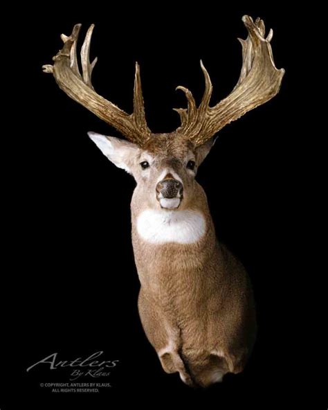 Paddle Buck Antlers By Klaus