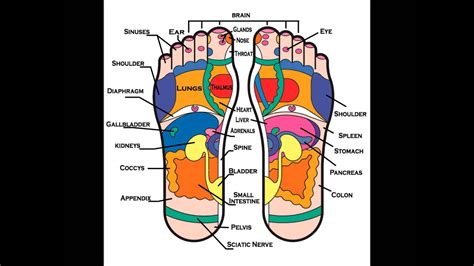 Foot Reflexology Map For Beginners 2 Youtube