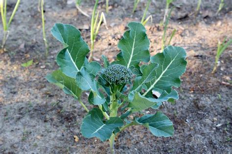 Broccoli Floret Blooming In Garden Stock Photo Image Of Summer