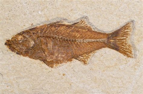 Prehistoric Fish Fossil Sandstone Rock Stock Image Image Of Skeleton