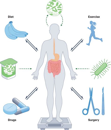 Roles Of The Gut Microbiome In Weight Management Researcher An A