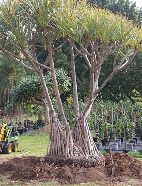 Buy Pandanus Tree Care Transplanters Sunshine Coast Brisbane South