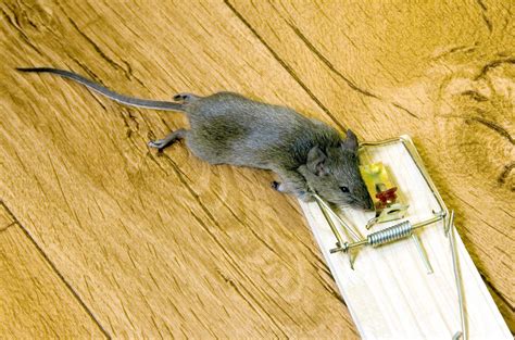 Mouse Traps Meet Your Mousemeet Your Mouse