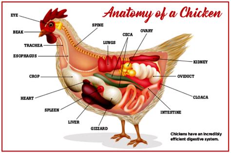 Chicken Digestive Health Chicken Anatomy Poultry Chicken Cages