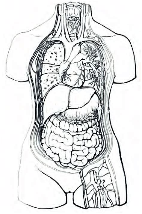 Inked Line Drawing Of The Anatomy Of The Human Torso Light And Shadow
