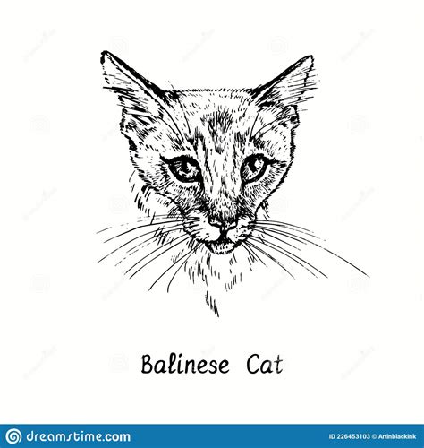 Balinese Cat Face Portrait Ink Black And White Doodle Drawing Stock