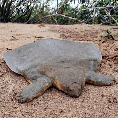 Very Rare Cantor S Giant Soft Shelled Turtle Facts Around The World