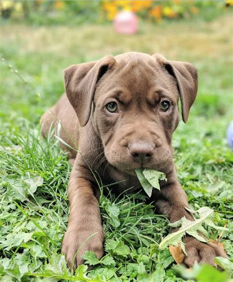 Chocolate Lab Pit Mix Puppies Cute Chocolate Lab Puppies With Blue
