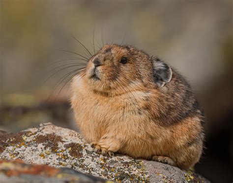 The Winner Of Fat Pika Week Is This American Pika Who Is Next Level