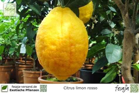 Rote Zitrone Citrus Limon Rosso Pflanze Fesaja Versand