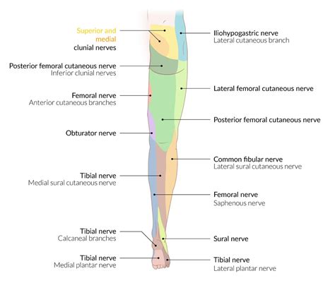 M6041 Lower Limb Nerves Posterior Ubicaciondepersonascdmxgobmx