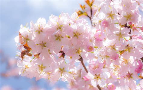 Cherry Blossom In Spring Under Blue Sky Stock Photo Image Of Branch