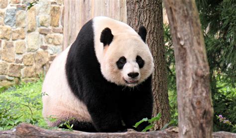 National Zoos Mei Xiang Gives Birth To Baby Panda