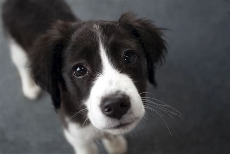 Cute Boarder Collie Puppy Youtube