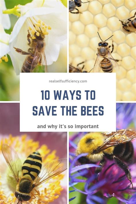 10 Ways To Help Save The Bees Save The Bees Bee Facts Bee Keeping
