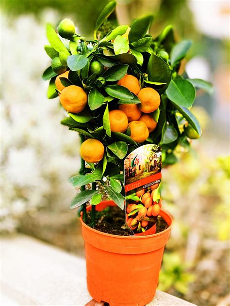 Trellis Trained Standing Calamondin Citrus Orange Fruit Tree Indoor