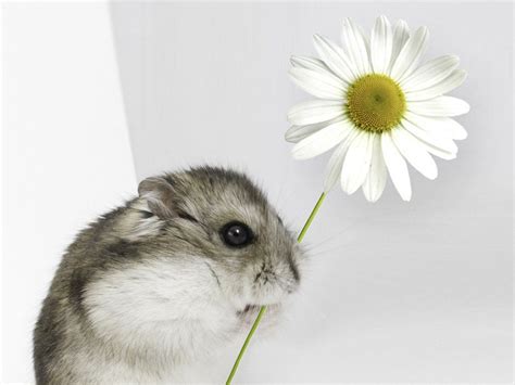 Hamster With Flower With Images Cute Hamsters Cute Animals Cute