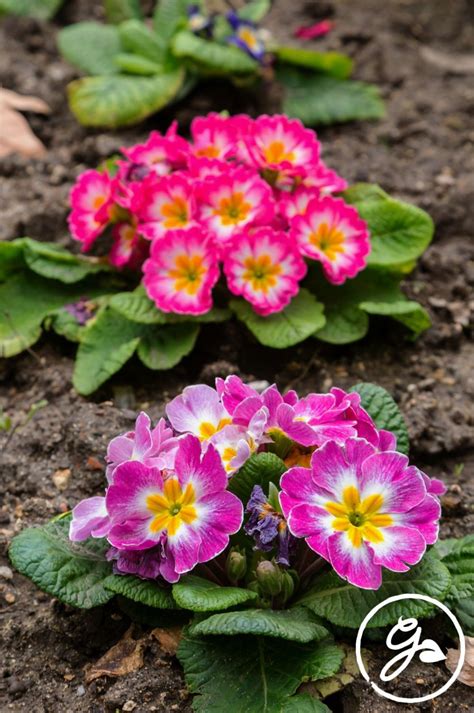 Primrose Flowers Bloom In Early Spring Offering A Variety Of Form