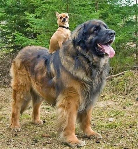 Just Imagine A Little Frenchie On A Leonberger Im Dead