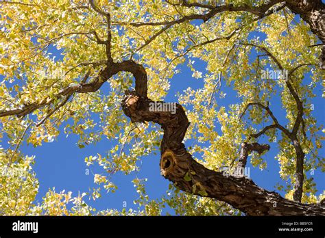 Old Cottonwood Tree Hi Res Stock Photography And Images Alamy
