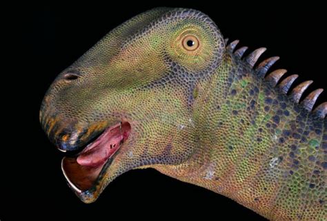 Want To Know What Dinosaur Has 500 Teeth Find Out Here Earth