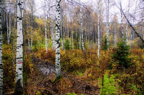 Autumn In Birch Forest Siberia The Taigas Beauty Becomes Flickr