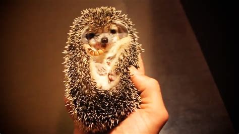 Cute And Funny Hedgehogs 😍 Funny Pets Youtube