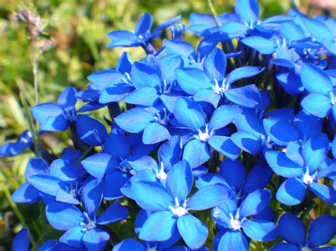 Blue Summer Flowers