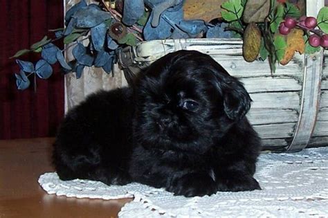 Solid Black Shih Tzu Puppies For Sale Zoe Fans Blog Black Shih Tzu