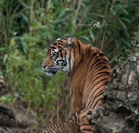 Sumatran Tigresschester Zoo Kirana Is A Beautiful 8 Year Flickr