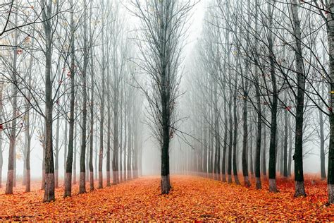 First In The Line Forest Evgeni Dinev · Art Photographs · Yellowkorner