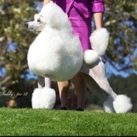 This Magnificent Standard White Poodle Is In The Continental Clip Her