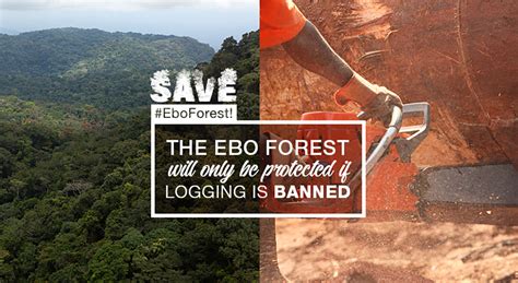 Protect The Ebo Forest Now Greenpeace
