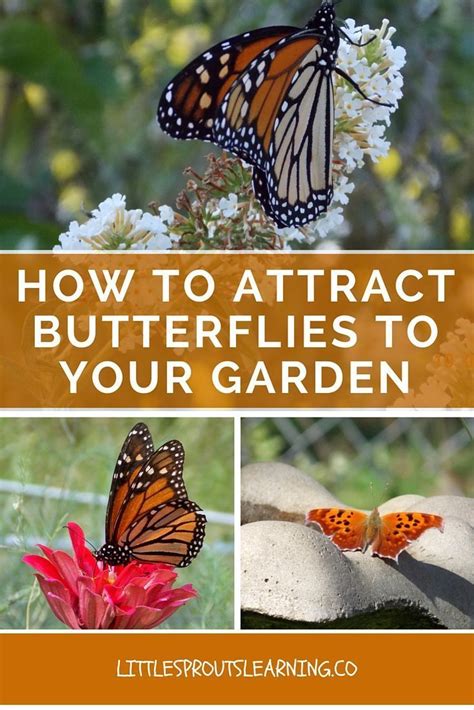 How To Attract Butterflies To Your Garden Pollinator Garden Attract