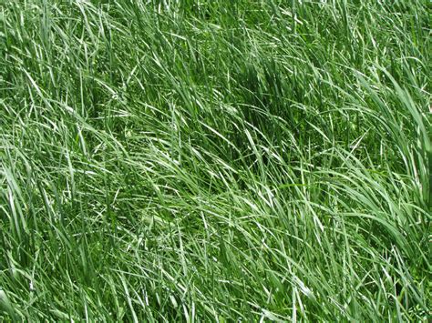 Kentucky 31 Tall Fescue Grass Seed Raw 1 Lb Ebay