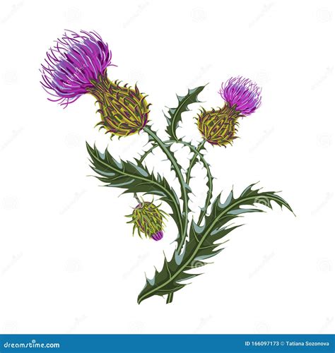 Hand Drawn Composition Of A Thistle Flower Milk Thistle Isolated On