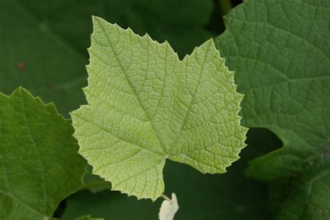 Vine Leaf Free Photo Download Freeimages