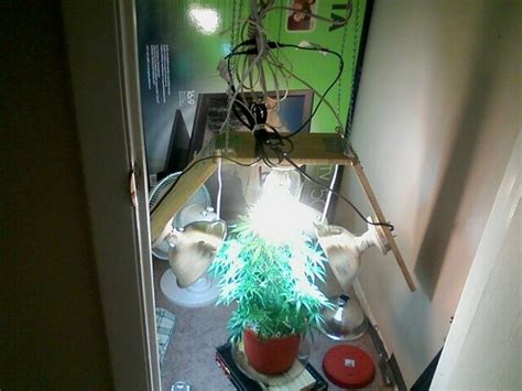 Help 4th Week Of Flowering And No Signs Of Sex Pics Updated Cannabis Cultivation Growery