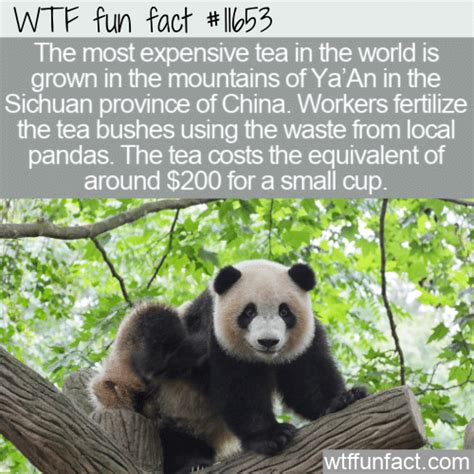 Wtf Fun Fact Panda Poo Tea