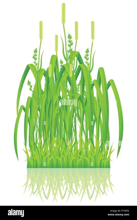 Grass Stock Vector Images Alamy